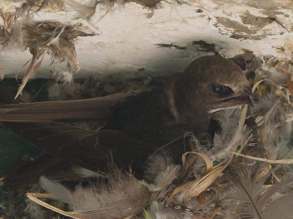 <h3><a href="/trips/tanzania/biota/animalia/chordata/aves/033 apodiformes/003 apodidae/apus affinis/apus affinis-nl.html">Apus&nbsp;affinis</a> / Little&nbsp;swift / Huisgierzwaluw</h3>OM-1 Mark II met OLYMPUS M.150-400mm F4.5 TC, 1/2000 sec  bij F5.6, ISO 4000, afstand 4.42&nbsp;m